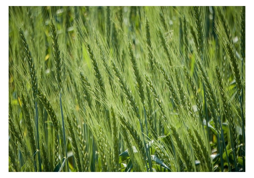 Les bienfaits étonnants du jus d'herbe de blé pour votre santé - TUDO BEM PARIS
