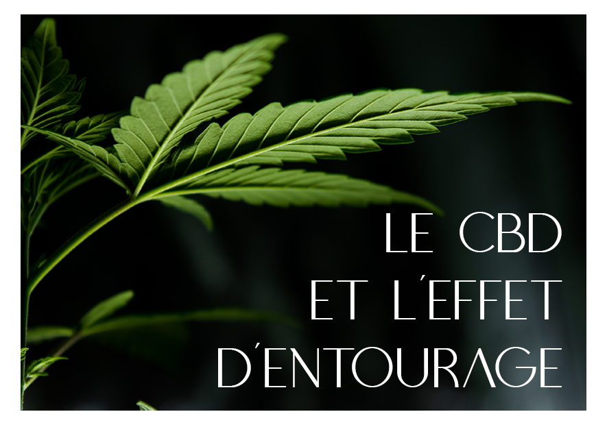 Le CBD et l'effet d'entourage - TUDO BEM PARIS
