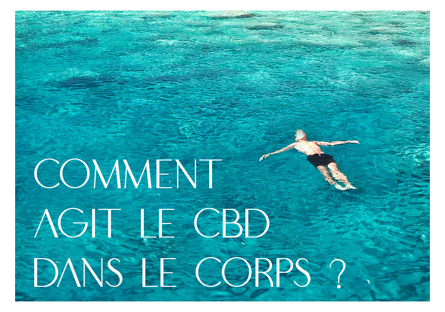 Comment agit le CBD dans le corps - TUDO BEM PARIS