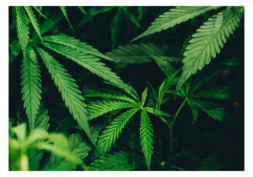 La maladie de Parkinson et le CBD (Cannabidiol) - TUDO BEM PARIS