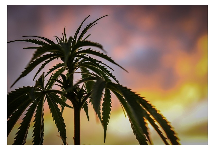Le CBD c'est quoi ? - TUDO BEM PARIS