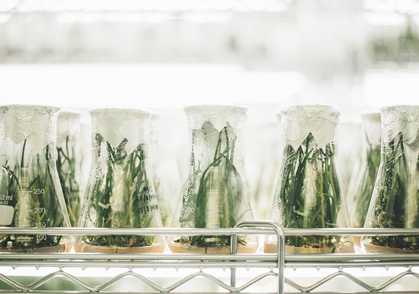 Cannabiscience®